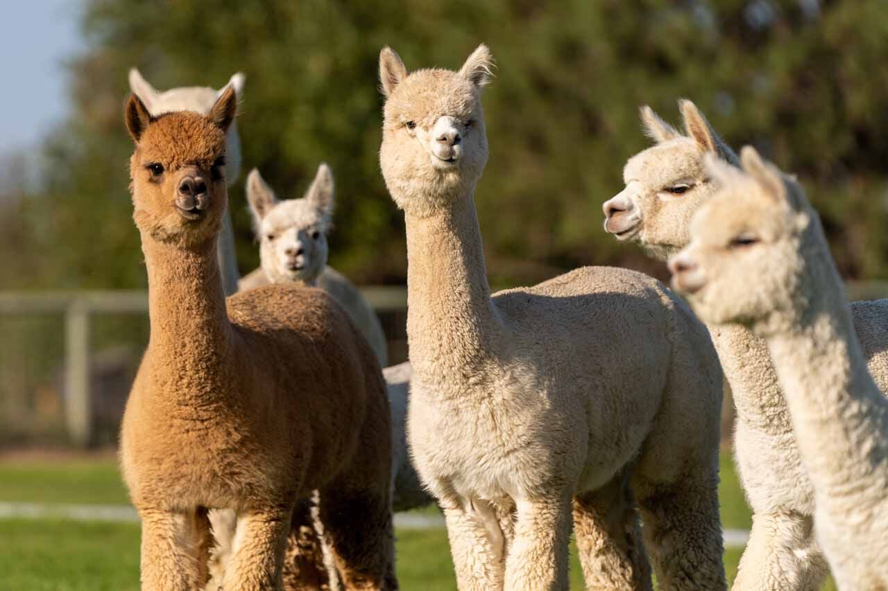 Alpaca´s houden